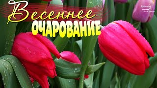 Весеннее Очарование И Красивая Музыка Цветов