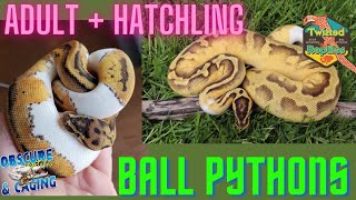 Ball Python Parents and Offspring