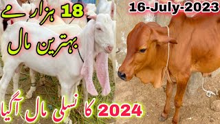 Lalukhet bakra mandi Me Qurbani 2024 Ka Bakra | 16-July -2023 | Bakra mandi 2024