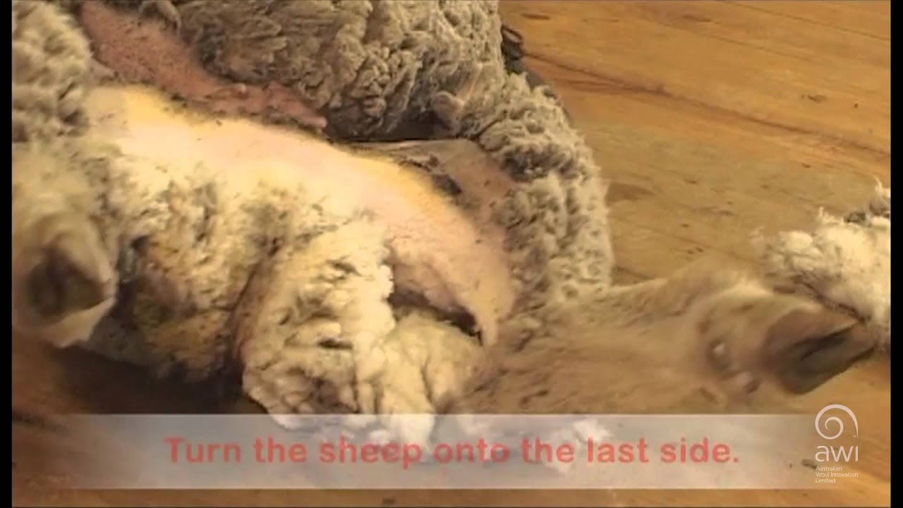 AWI Novice - Crutching