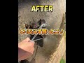 アクアリウムを始めてから変わった金銭感覚4選 水草レイアウト 水槽 熱帯魚 ペット #shorts