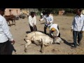 Bull castration khampimpri