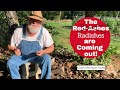 Canning GIANT Radishes Like Turnips