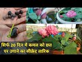 सिर्फ 20 दिन में कमल को छत पर उगाने का जबरदस्त तरीका || How to grow Lotus Plant on Terrace #lotus