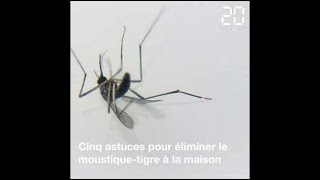 Cinq astuces pour lutter contre le moustique-tigre à la maison