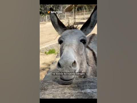 Chiroyli yalangoch ayolning tasodifiy fotosurati Jinsiy mashina sharhlari