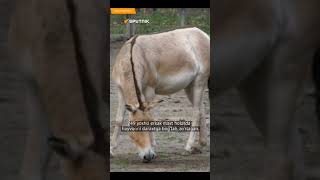 Lateks kiygan qizlar video