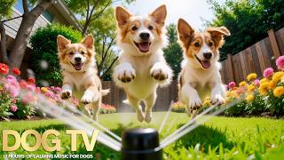 12 Hours Calming Music For Dogs🐶Dog TV with Soft Piano🐶Deep Sleep & Anxiety Relief Music screenshot 3