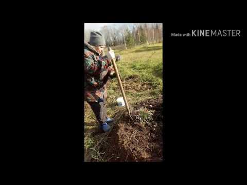 Сохранение газании на