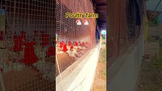 poultry farm short viral training video#shortvideos