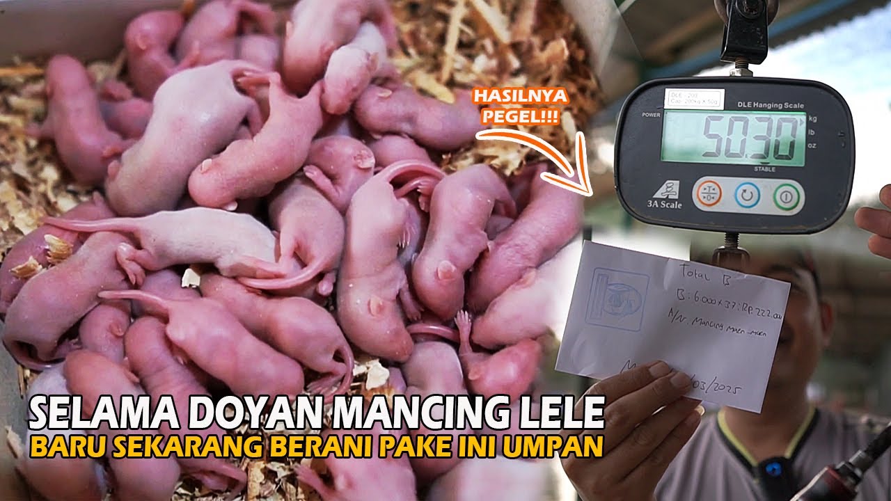 AWALNYA GA TEGA ❗❗ EKHIRNYA INI UMPAN DI PAKE JUGA ❗❗ HASILNYA BIKIN KORANG PENUH, TANGAN PEGEL