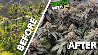 How to Grow Weed – A Week by Week Beginner’s Journey – 1.6 Pounds from 3 Plants!!!!