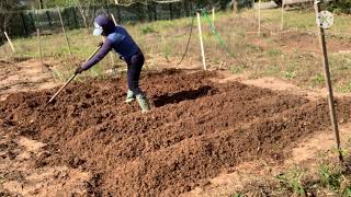 How to plant yellow,red and white onions with sprouts /@yenJamestv1976