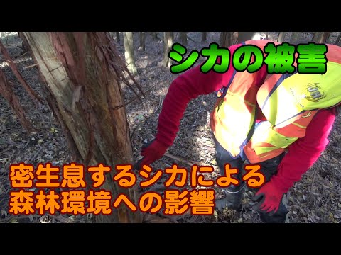 【狩猟】Vol.15 増えすぎたシカの脅威とは？ シカによる自然環境への影響 【シカ】