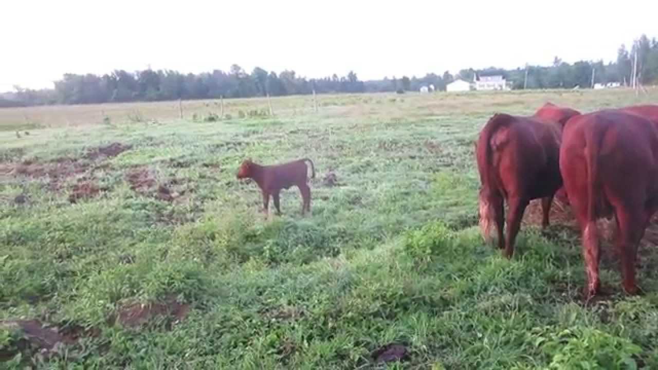 Red Poll calf, five days old, playing
