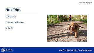 AMERICAN KENNEL CLUB☆ケネルクラブ　トレーニングリード☆G AMERICAN KENNEL CLUB☆ケネルクラブトレーニングリード☆G