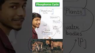Phosphorus Cycle in 60 Seconds! What is Phosphorus Cycle #biology #shortsindia