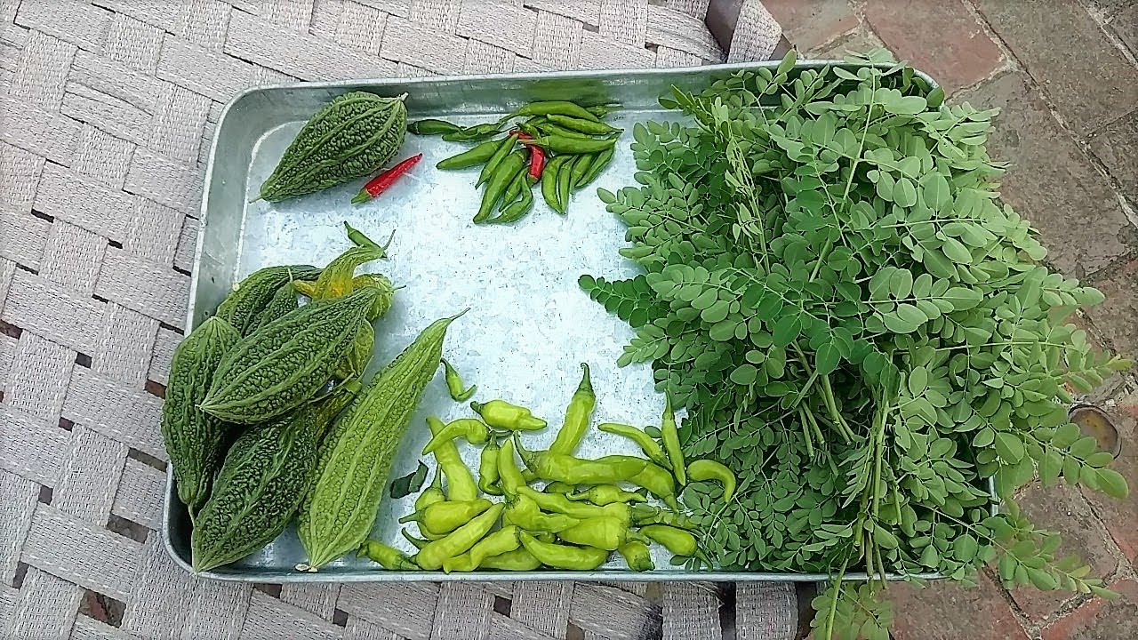 24 August Ki Harvest || Moringa leaves || Hari mirch || karele garden ideas with stones