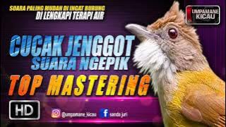 dahsyat untuk ancaman || TOP MASTERING MURAI BATU