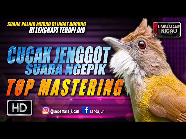 dahsyat untuk ancaman || TOP MASTERING MURAI BATU class=