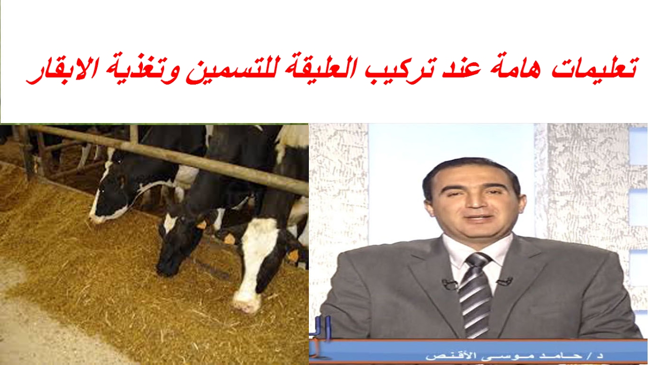 تعليمات هامة عند تركيب العليقة للتسمين وتغذية الابقار والمواشى للتوفير والوقاية من الامراض