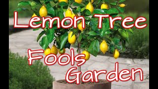 Fools Garden - Lemon Tree (Lyrics)