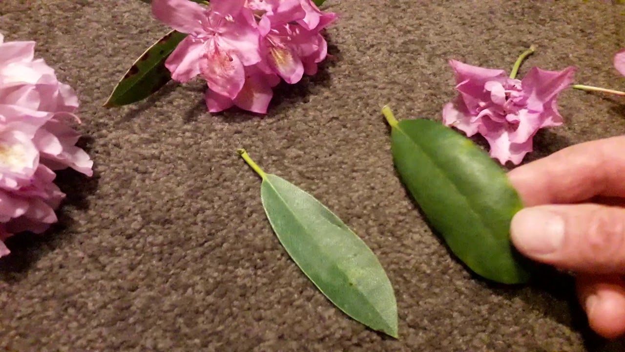 Identifying Rhododendron Tips to help identify Rhododendron ponticum - YouTube