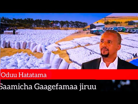 ODUU HATATAMA Jan 31 2026 Samichaa Deemaa Jiruu 