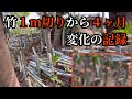竹1m切りから4ヶ月が経過、竹に変化が出てきた!