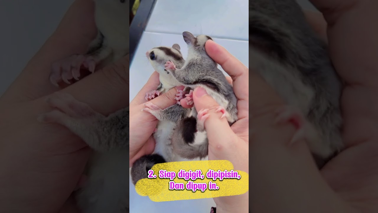 3 hal yang harus diperhatikan sebelum memelihara sugar glider,. 