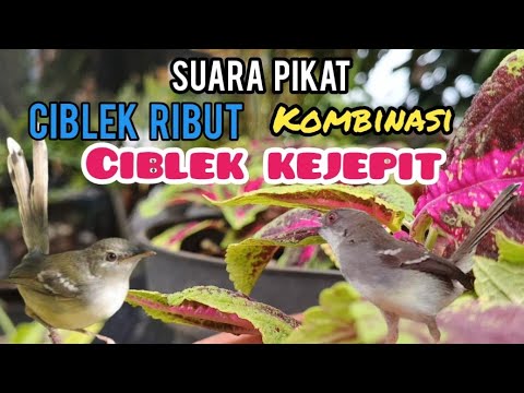 Suara Pikat Ciblek Ribut Kombinasi Ciblek Kejepit Super Ampuh