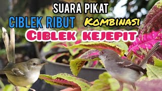 Suara Pikat Ciblek Ribut Kombinasi Ciblek Kejepit Super Ampuh
