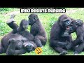 Ringo keeps asking — Iriki tries to stop林戈一直求奶,艾媽想停止餵奶