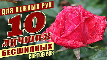 РОЗЫ ДЛЯ НЕЖНЫХ РУК. 10 БЕСШИПНЫХ СОРТОВ РОЗ. ROSES FOR GENTLE HANDS. 10 THORNEESS ROSE VARIETIES.