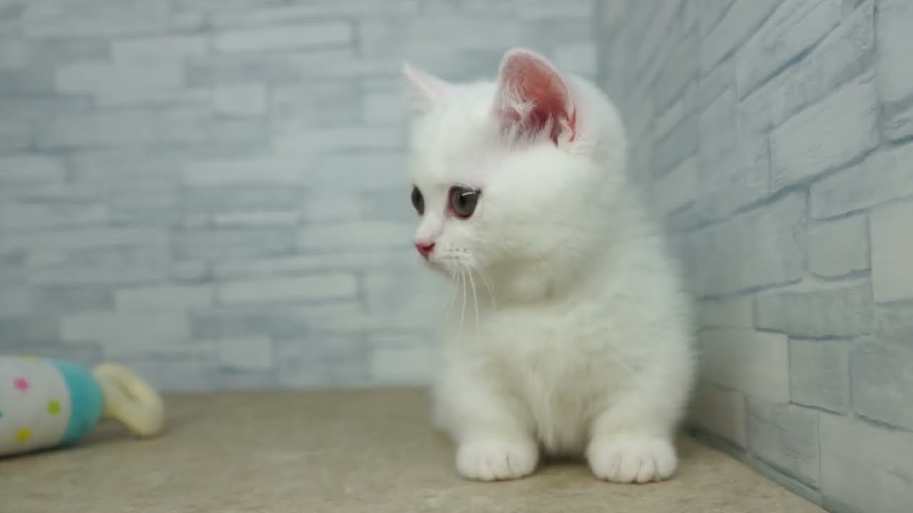 当店出産】【KIKUCHI PET】 仔犬仔猫 No.260808 マンチカン（スーパー
