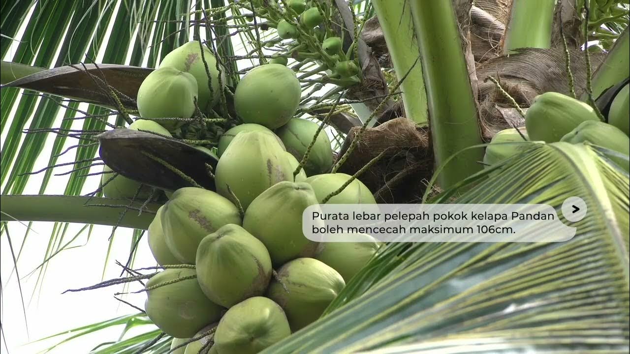 Kenali Ciri-ciri Kelapa Pandan - YouTube