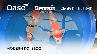 Modern Koi Blog #5669 - Live from Japan: Makoto presents his best Kin Showa