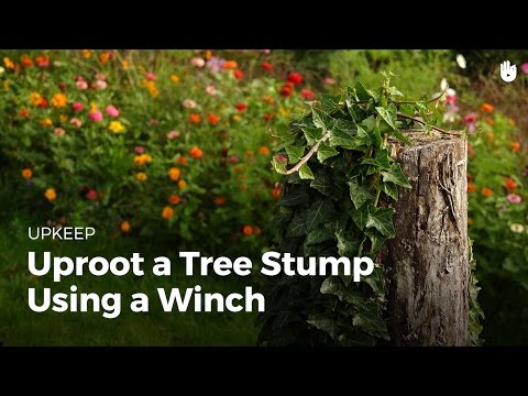 Uproot a tree stump using a winch