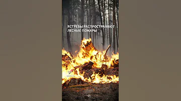 Как птицы поджигают лес  - интересные факты о птицах