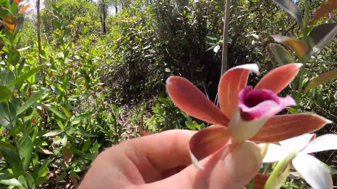 Walking the Property in Orchidland YouTube