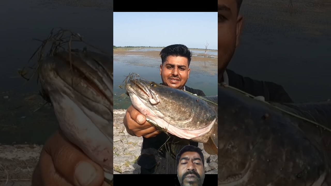Catching A Huge snakehead murel 