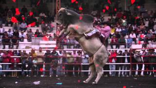 Gladiadores Del Jaripeo