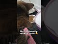 I got my cat a water fountain, this is how it went 😆
