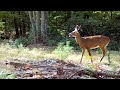 Browning HD Trail Cam Videos (1080p)