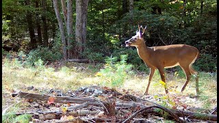 Browning HD Trail Cam Videos (1080p)