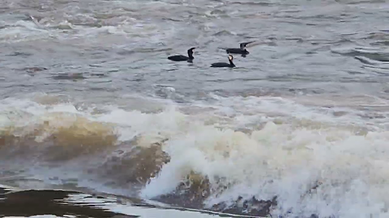 Cormorant Birds Soaking In Nature's Wild River. #nature #birds #naturelovers