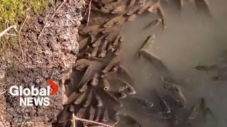 Fish starved from lack of oxygen saved by volunteers in Italy's Orchetto river