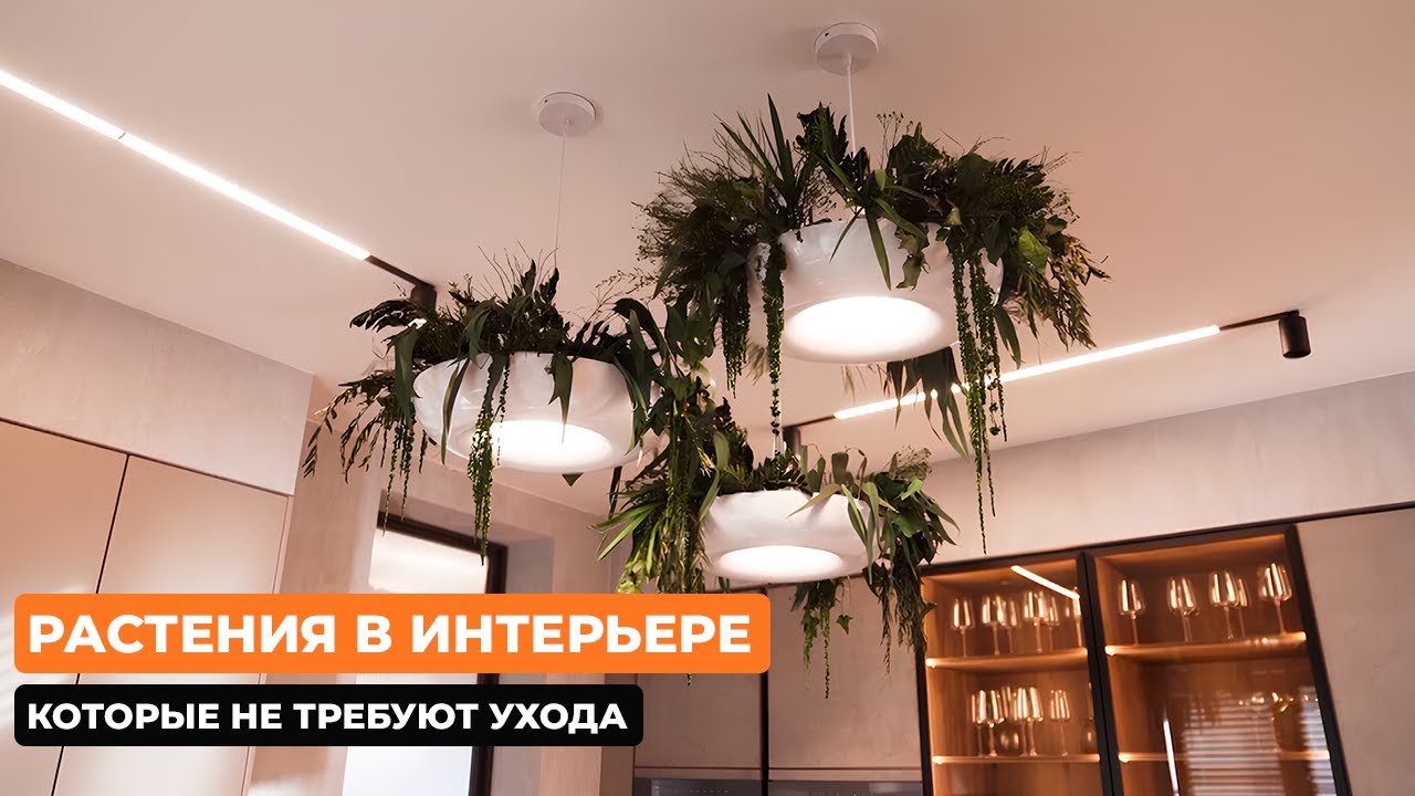 Растения в интерьере,  которые не требуют ухода