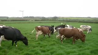 HAPPY COWS, RUNNING