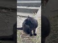 黒猫レクイエム。#shorts #地域猫 #保護猫 #野良猫 #黒猫